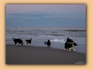 Die Hunde morgens am Saltum Strand (3).jpg